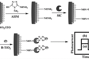 基于硫化鎢-黑色二氧化鈦異質(zhì)結(jié)的光電化學(xué)分析檢測5fC的方法