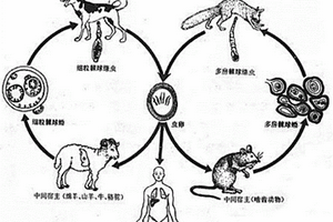 基于化學(xué)發(fā)光免疫分析技術(shù)的檢測(cè)包蟲病抗體的試劑盒及其制備方法、使用方法