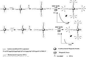 基于辣根過氧化酶標記適體傳感器的OTA化學發(fā)光檢測方法