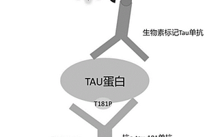 用于磷酸化tau181蛋白光激化學發(fā)光均相免疫檢測試劑盒及其檢測方法和應用