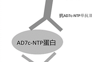 用于神經(jīng)元絲狀蛋白磁微粒化學發(fā)光免疫檢測試劑盒及其檢測方法