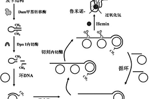 基于化學(xué)發(fā)光反應(yīng)的甲基化酶檢測(cè)探針、檢測(cè)試劑盒及檢測(cè)方法