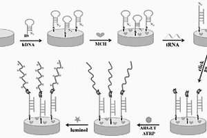 基于點擊化學(xué)和ARGET-ATRP放大策略的電致化學(xué)發(fā)光檢測試劑盒及方法