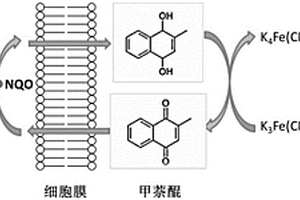 檢測水體急性生物毒性的雙電子介體電化學(xué)生物傳感器及其應(yīng)用