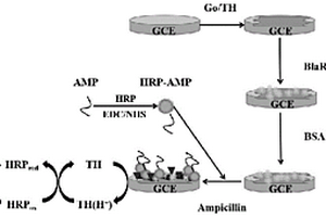 檢測β-內(nèi)酰胺類抗生素的電化學(xué)受體傳感器、制備方法及其應(yīng)用
