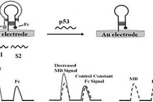 檢測(cè)基因P53的比率電化學(xué)DNA傳感器修飾電極及其制備方法