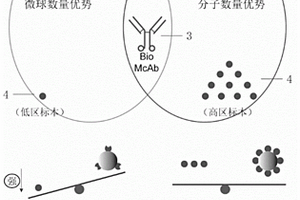 競(jìng)爭(zhēng)性均相化學(xué)發(fā)光檢測(cè)方法及其應(yīng)用