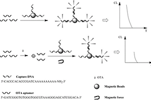 基于無標記適體傳感器的OTA化學發(fā)光檢測方法