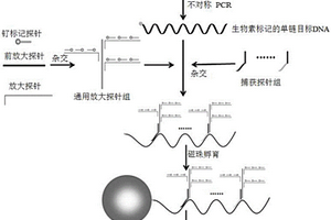 基于分支DNA放大信號(hào)的電化學(xué)發(fā)光核酸檢測(cè)方法及試劑盒