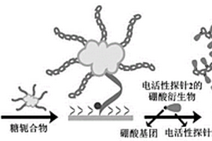 糖軛合物的比率型電化學(xué)檢測(cè)方法