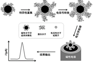 用于痕量蛋白分子精準(zhǔn)檢測(cè)的電化學(xué)傳感方法