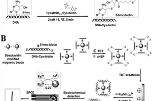 基于非標(biāo)記、非固定化的電化學(xué)磁性生物傳感器檢測5-羥甲基胞嘧啶的方法