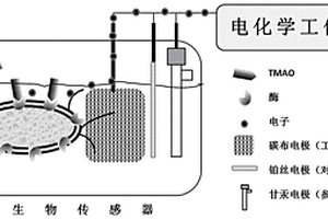 檢測氧化三甲胺的全細(xì)胞生物電化學(xué)傳感器