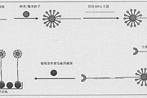 基于納米/微米粒子放大信號(hào)的非PCR擴(kuò)增的快速檢測(cè)轉(zhuǎn)基因產(chǎn)品的電化學(xué)發(fā)光方法