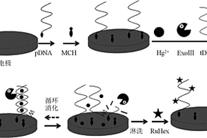 用于痕量汞離子檢測(cè)的酶基電化學(xué)生物傳感方法