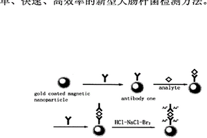 金包覆磁粒原位引發(fā)高靈敏化學(xué)發(fā)光檢測大腸桿菌的新方法