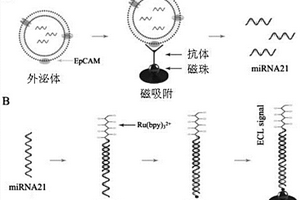 基于磁富集電化學(xué)發(fā)光的外泌體核酸檢測技術(shù)