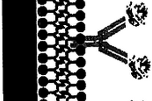 魯米諾衍生物電化學(xué)檢測(cè)組裝膜及制備方法