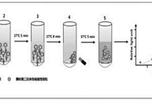 基于磁微粒化學(xué)發(fā)光免疫法檢測(cè)DNASE1L3的方法