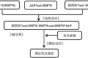 用于檢測熱休克蛋白70(HSP70)的磁微粒分離化學發(fā)光免疫測定法