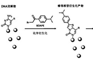 化學(xué)衍生化方法及其在LC-MS法檢測核酸修飾中的應(yīng)用