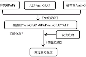 用于檢測膠質(zhì)纖維酸性蛋白(GFAP)的磁微粒分離化學發(fā)光免疫測定法