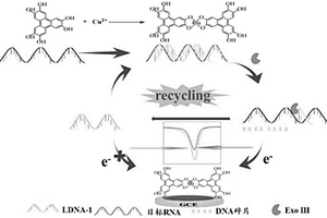 基于銅-六羥基三亞苯的miRNA-21電化學(xué)傳感器及檢測方法