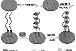 用于汞離子檢測的光電化學(xué)傳感器的構(gòu)建方法