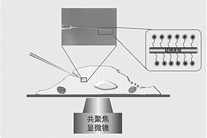 用于檢測(cè)次氯酸根的單根硅納米線熒光化學(xué)傳感器及其制備方法和應(yīng)用