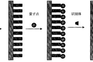 檢測痕量農(nóng)藥殘留物的電致化學(xué)發(fā)光傳感器的制備及應(yīng)用