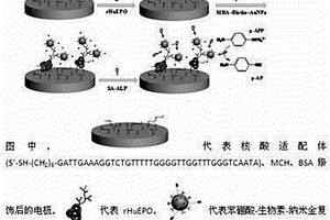 用于糖蛋白檢測(cè)的電化學(xué)方法