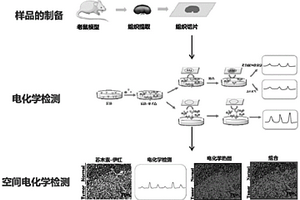 基于免疫組化空間電化學(xué)檢測(cè)樣品中抗原含量的方法