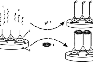 基于DNA三維納米結(jié)構(gòu)探針的電化學(xué)miRNA檢測(cè)方法