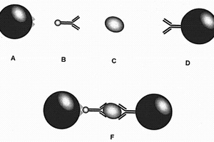 干法光激化學(xué)發(fā)光免疫檢測試劑盒及其制備與應(yīng)用