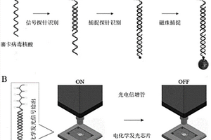 基于電化學(xué)發(fā)光放大原理的寨卡病毒核酸檢測方法