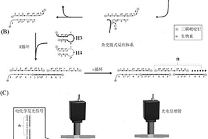 基于指數(shù)級非酶擴增及電化學(xué)發(fā)光原理的microRNA痕量檢測方法