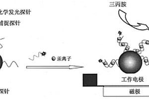 基于磁珠電化學(xué)發(fā)光基因傳感器檢測汞離子的方法及應(yīng)用