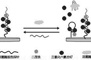 用于檢測溶菌酶的電化學(xué)生物傳感器及其制備方法