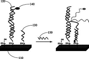 用于DNA單鏈與蛋白質(zhì)分子檢測(cè)的電化學(xué)傳感器的構(gòu)建方法