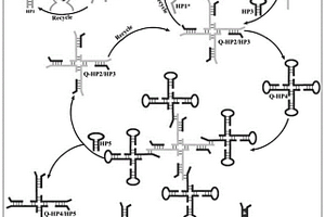 基于多層DNA放大回路檢測甲基化DNA的比例型電化學(xué)傳感器的構(gòu)建方法