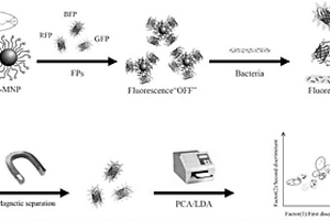 多色熒光磁性化學(xué)鼻傳感器快速檢測(cè)病原微生物