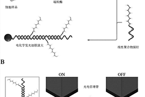 基于電化學(xué)發(fā)光級聯(lián)放大原理的端粒酶活性檢測方法