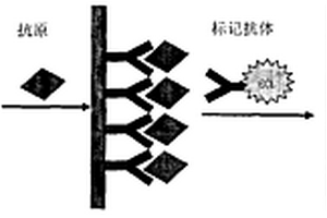 檢測(cè)腫瘤標(biāo)志物的電致化學(xué)發(fā)光免疫傳感器的研究及應(yīng)用