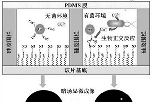 單粒子點擊化學(xué)傳感器用于體液中細(xì)菌的快速檢測