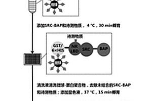 基于磁性微球快速檢測化學(xué)物質(zhì)內(nèi)分泌干擾活性的試劑盒及方法