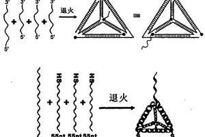 DNA三維納米結(jié)構(gòu)探針的電化學(xué)檢測方法