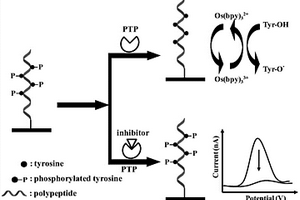 用于蛋白質(zhì)酪氨酸磷酸酶活性的免標(biāo)記電化學(xué)傳感檢測(cè)方法