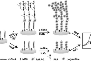 基于聚苯胺沉積的電化學(xué)傳感電極定量檢測(cè)多聚腺苷二磷酸核糖聚合酶-1活性的方法