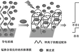 基于稀磁半導(dǎo)體的鉀離子核酸適配體光電化學(xué)傳感器的構(gòu)建及檢測方法