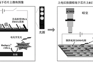 基于超微電極陣列電化學(xué)發(fā)光的單分子蛋白檢測芯片及方法